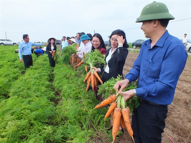 Cà rốt xuất ngoại và câu chuyện chuẩn hóa chất lượng nông sản (15/02/2022)